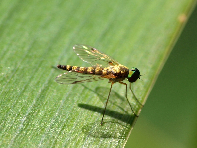 Chrysopilus asiliformis